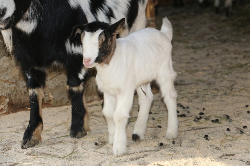2021 avril 1 chèvre naine Naissances et arrivées Les animaux Le zoo de Servion en Suisse