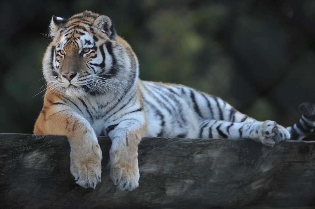 Tigre de siberie : taille, description, biotope, habitat, reproduction