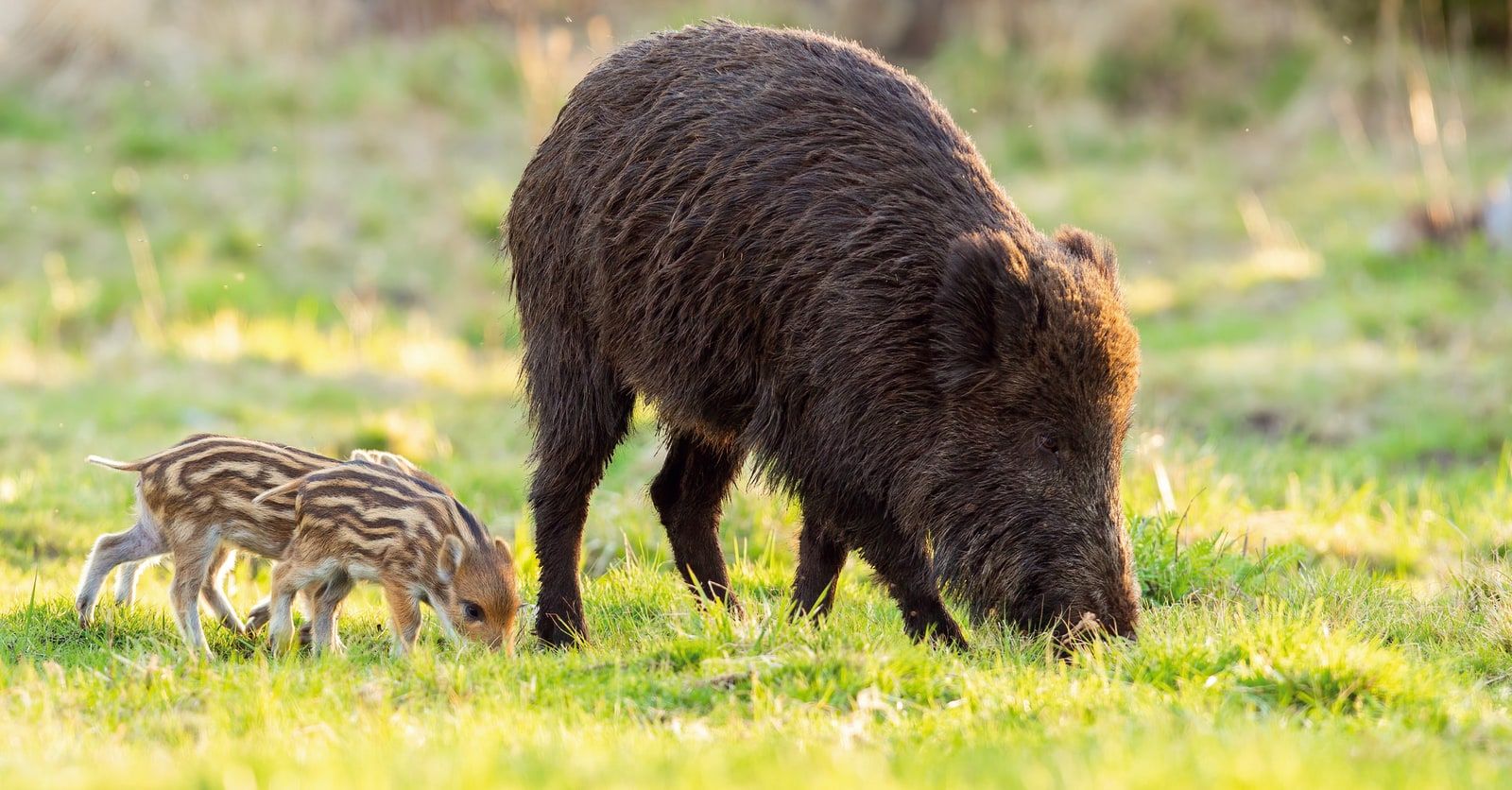 Sanglier, Lexique, Les animaux