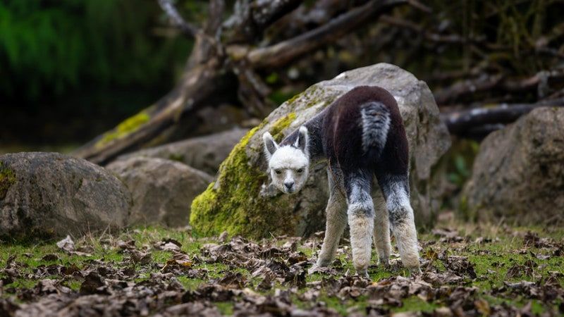 2025-10 Guy Baechler